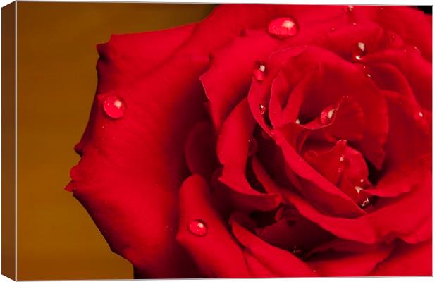  A Beautiful Red Rose With Water Droplets Canvas Print by pristine_ images