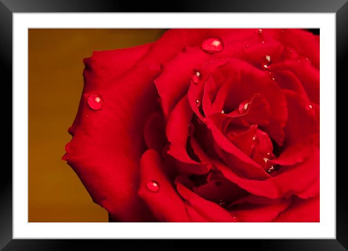  A Beautiful Red Rose With Water Droplets Framed Mounted Print by pristine_ images