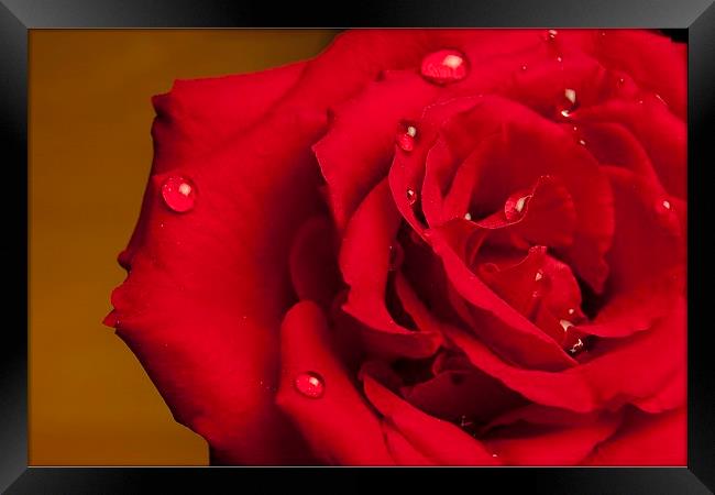 A Beautiful Red Rose With Water Droplets Framed Print by pristine_ images