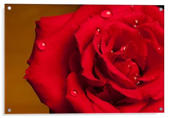  A Beautiful Red Rose With Water Droplets Acrylic by pristine_ images