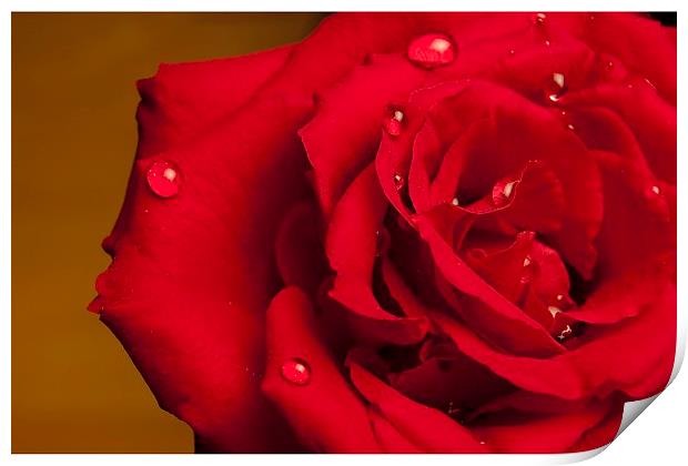  A Beautiful Red Rose With Water Droplets Print by pristine_ images