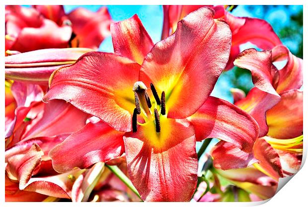  a pink lily flower Print by pristine_ images