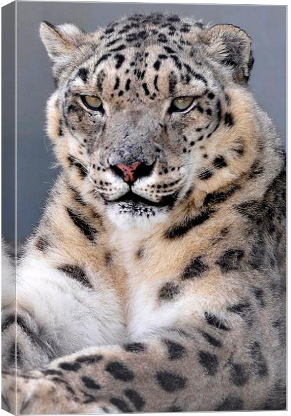  Snow Leopard  Canvas Print by pristine_ images