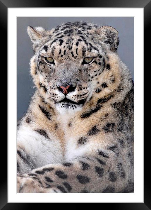  Snow Leopard  Framed Mounted Print by pristine_ images