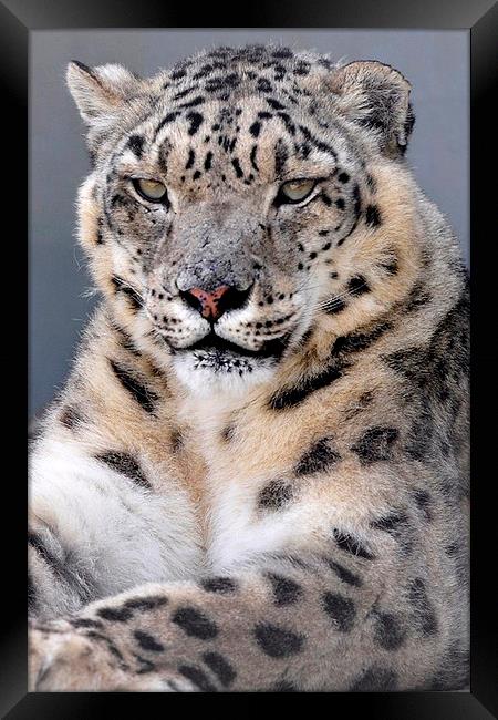  Snow Leopard  Framed Print by pristine_ images