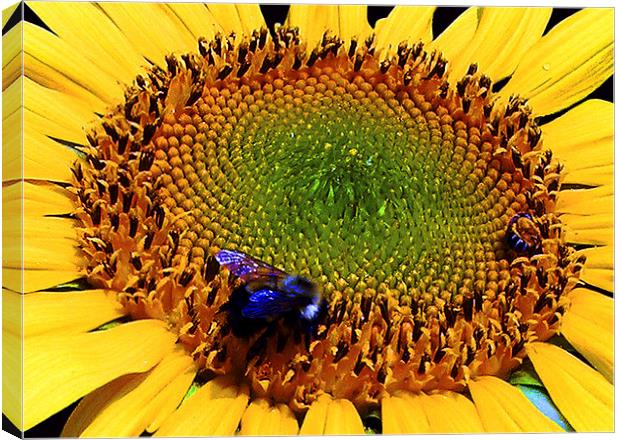Sunflower and Bee  Canvas Print by james balzano, jr.