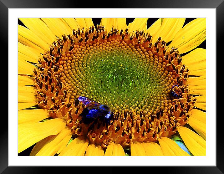 Sunflower and Bee  Framed Mounted Print by james balzano, jr.
