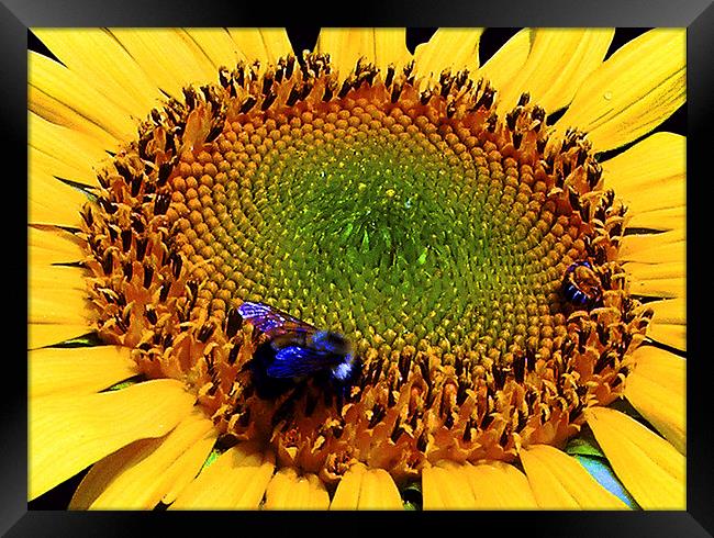 Sunflower and Bee  Framed Print by james balzano, jr.