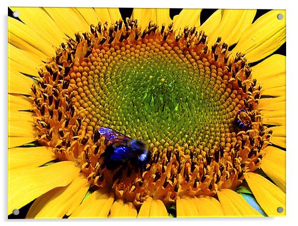 Sunflower and Bee  Acrylic by james balzano, jr.