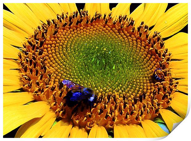 Sunflower and Bee  Print by james balzano, jr.