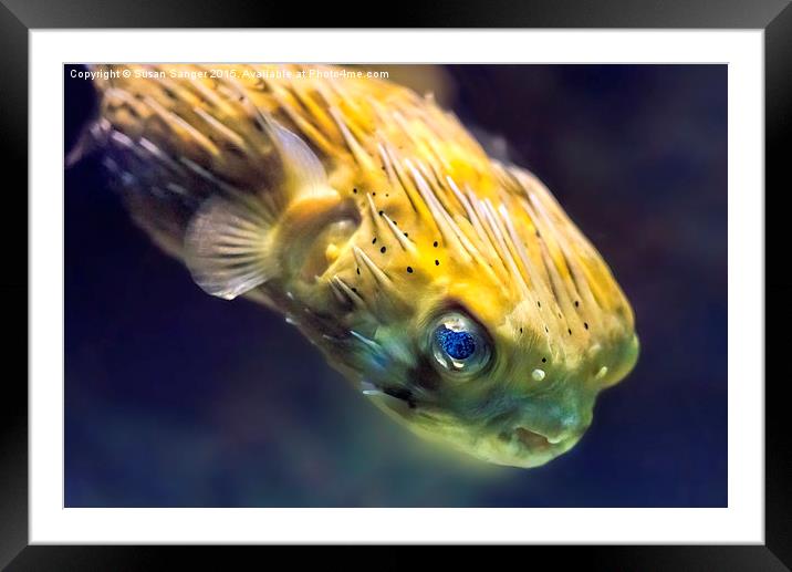  The stuff of nightmares - puffer fish Framed Mounted Print by Susan Sanger