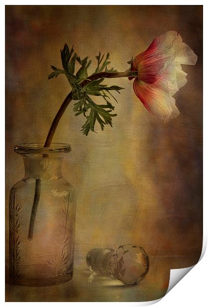  Anemone  Print by Eddie John
