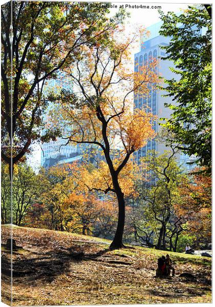 Central Park trees Canvas Print by Matthew Bates
