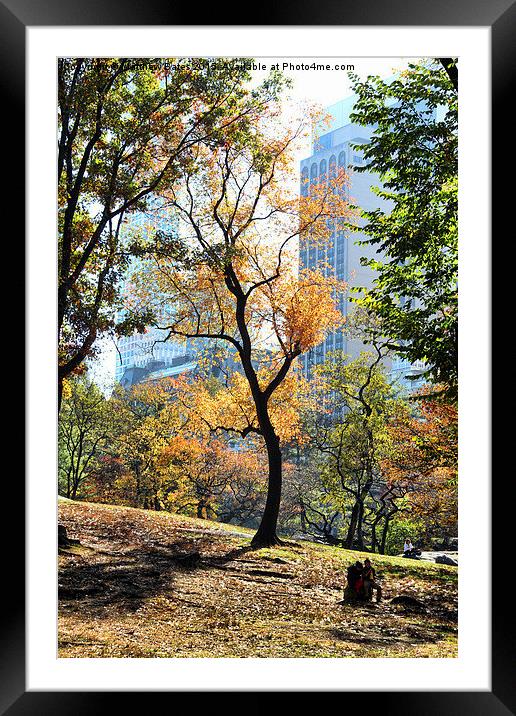 Central Park trees Framed Mounted Print by Matthew Bates
