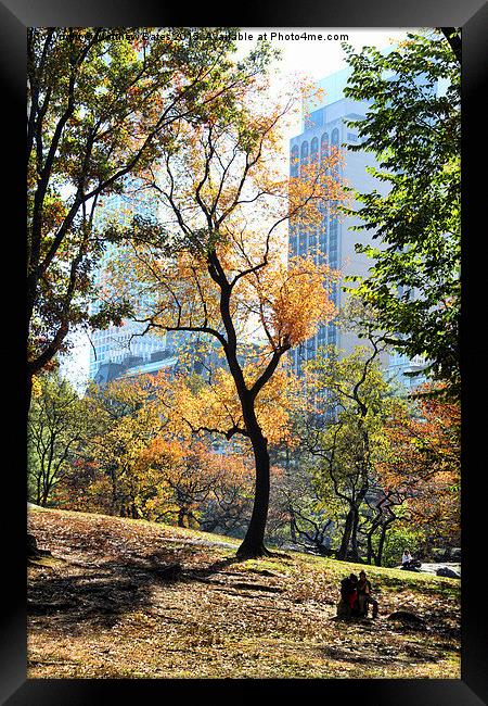 Central Park trees Framed Print by Matthew Bates