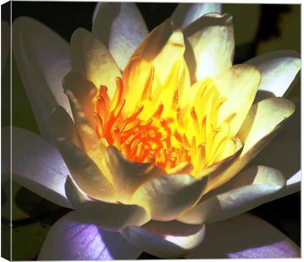  Water Lily Canvas Print by james balzano, jr.