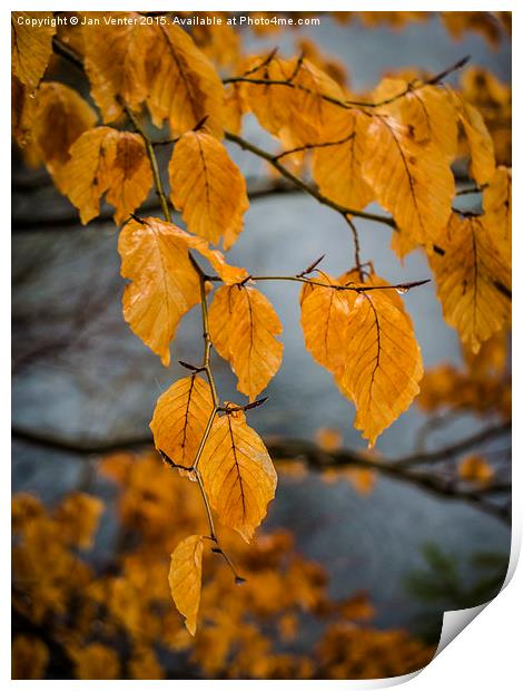  Autumn Leaves Print by Jan Venter