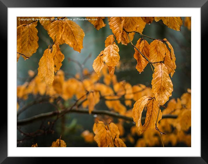  Autumn colours Framed Mounted Print by Jan Venter