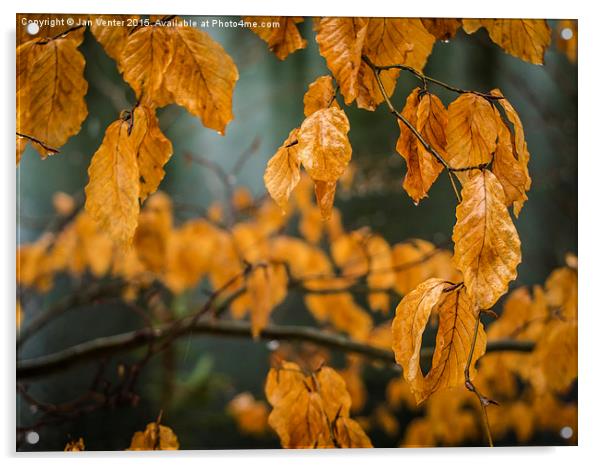  Autumn colours Acrylic by Jan Venter