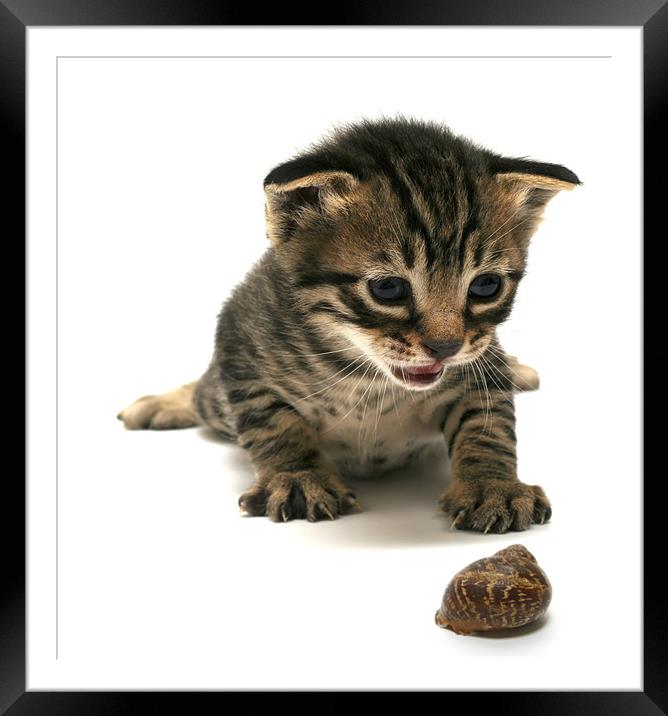 curious  kitten Framed Mounted Print by PhotoStock Israel