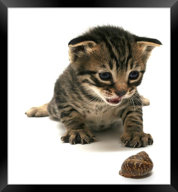 curious  kitten Framed Print by PhotoStock Israel