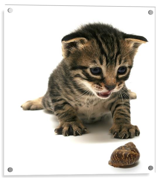 curious  kitten Acrylic by PhotoStock Israel