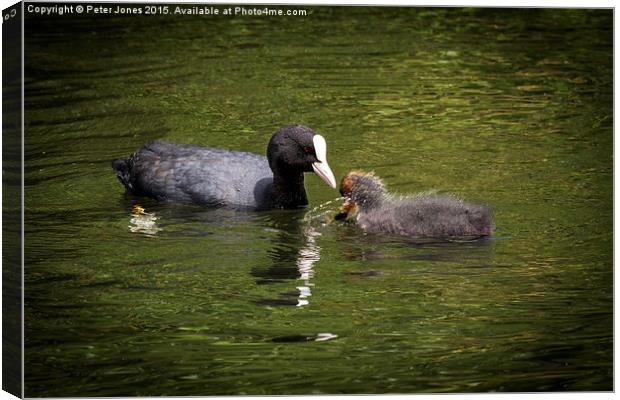 Coot parent and child  Canvas Print by Peter Jones