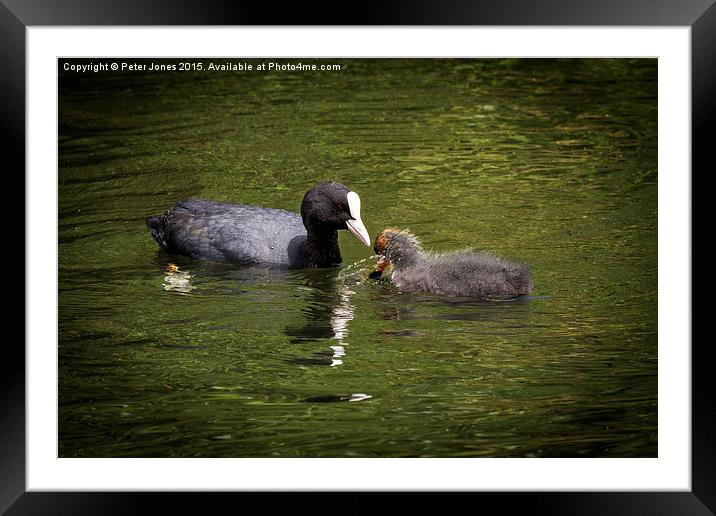 Coot parent and child  Framed Mounted Print by Peter Jones