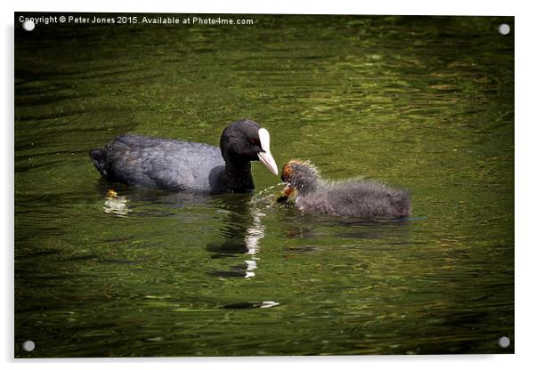 Coot parent and child  Acrylic by Peter Jones