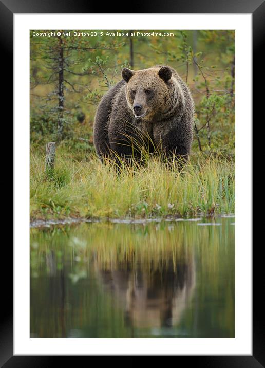  Brown bear in Finland Framed Mounted Print by Neil Burton