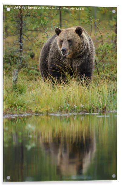  Brown bear in Finland Acrylic by Neil Burton