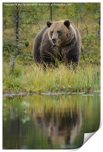  Brown bear in Finland Print by Neil Burton
