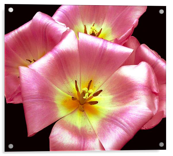 Close Up Flora  Acrylic by james balzano, jr.
