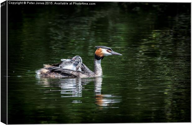  Great Crested Grebe & chick Canvas Print by Peter Jones