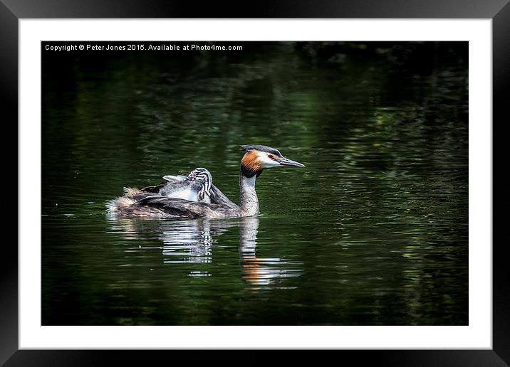  Great Crested Grebe & chick Framed Mounted Print by Peter Jones