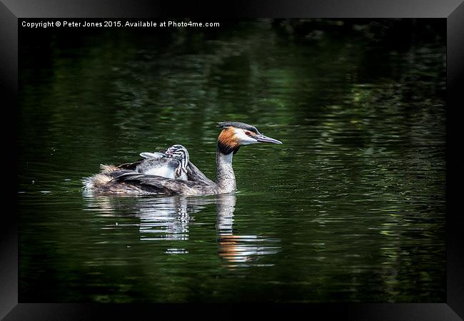  Great Crested Grebe & chick Framed Print by Peter Jones