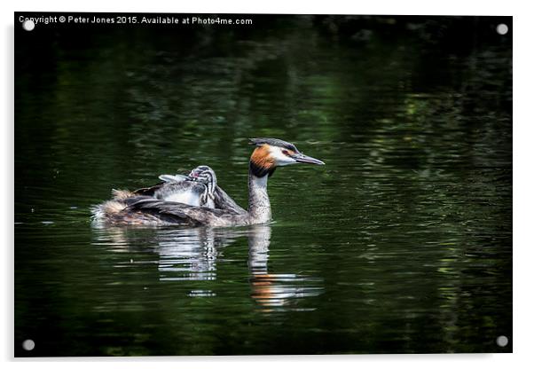  Great Crested Grebe & chick Acrylic by Peter Jones