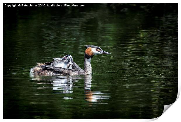  Great Crested Grebe & chick Print by Peter Jones