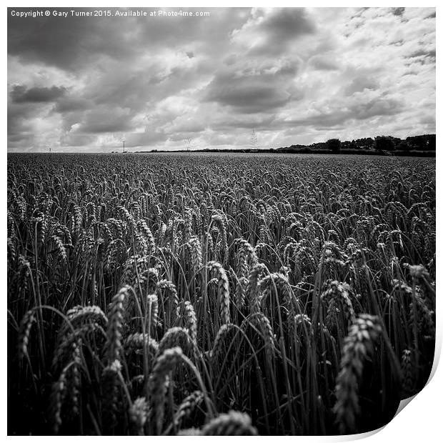 Maize Field Print by Gary Turner