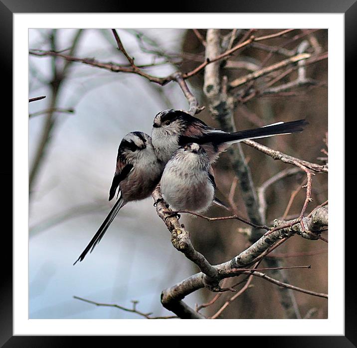  Long Tailed Tits on a winter's day Framed Mounted Print by Rosie Spooner