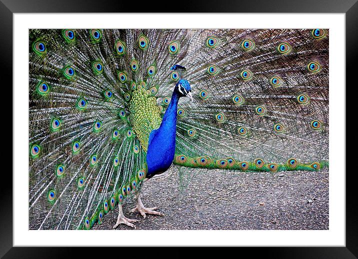  Peahen in full plumage  Framed Mounted Print by sylvia scotting