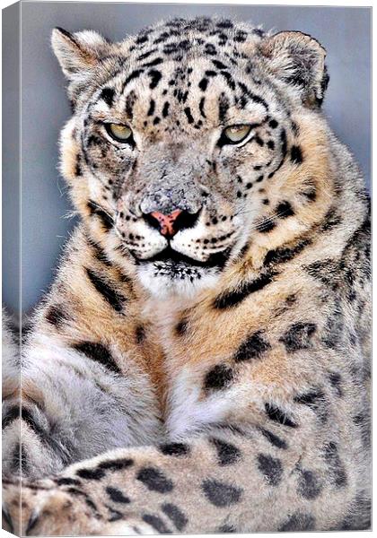 Lovely  Snow Leopard  Canvas Print by pristine_ images