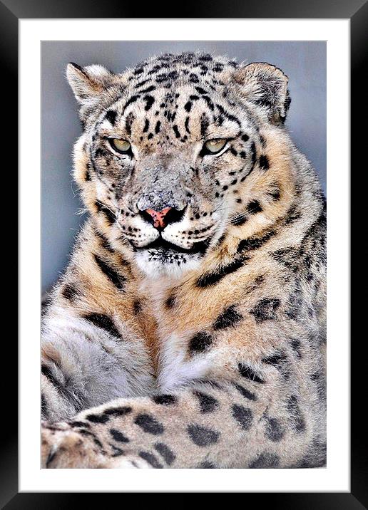 Lovely  Snow Leopard  Framed Mounted Print by pristine_ images