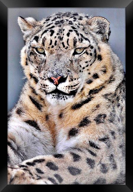 Lovely  Snow Leopard  Framed Print by pristine_ images