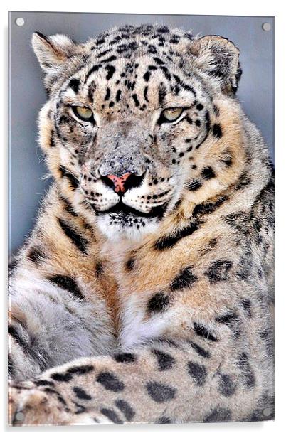 Lovely  Snow Leopard  Acrylic by pristine_ images