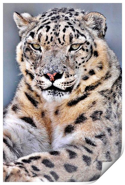 Lovely  Snow Leopard  Print by pristine_ images