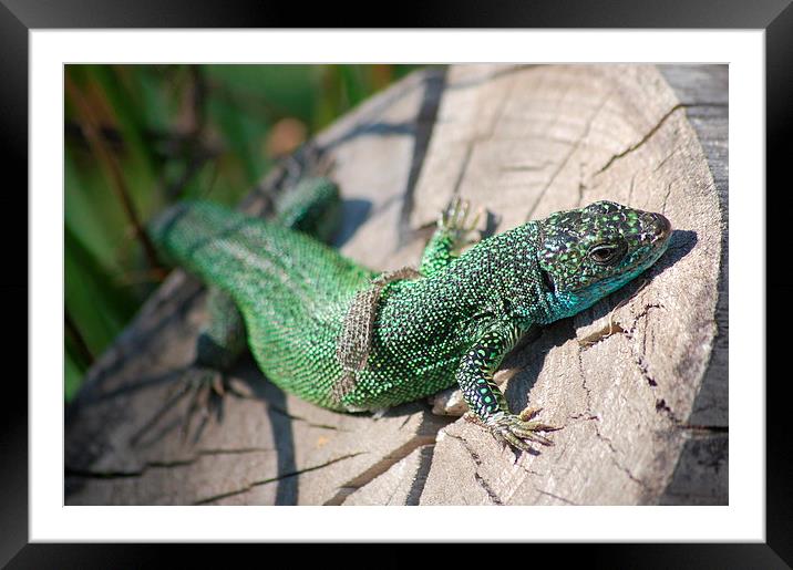  The Basking Lizard Framed Mounted Print by pristine_ images