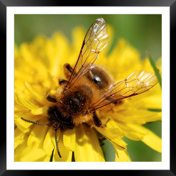  A Feeding Bee Framed Mounted Print by pristine_ images