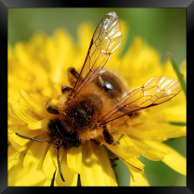  A Feeding Bee Framed Print by pristine_ images