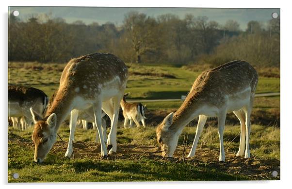  Young Feeding Red Deer Acrylic by pristine_ images